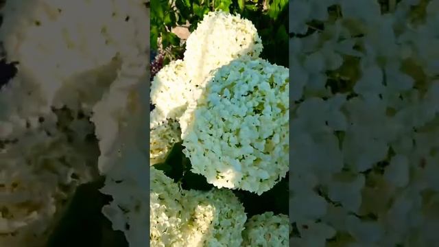 Гортензия Стронг Анабель смотреть онлайн