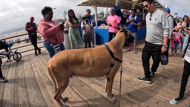 Cash 2.0 Great Dane Visiting Santa Monica Pier 60423 1 of 5 смотреть онлайн