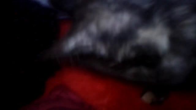 Cat git scrd in the mir смотреть онлайн