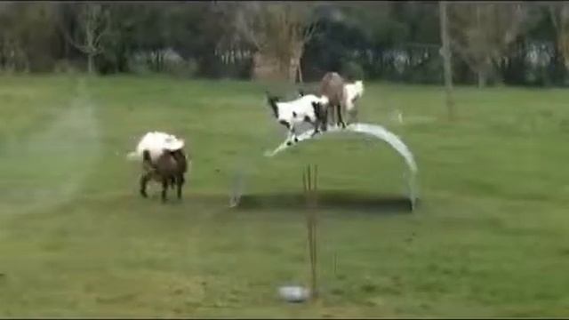 Праздник у козлят ))) смотреть онлайн