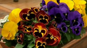 Виола - рогатая фиалка