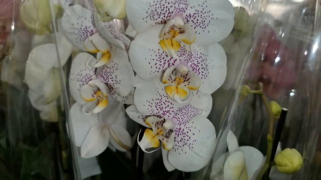 Леруа: БОМБИЧЕСКИЙ завоз ОРХИДЕЙ к 8 Марта(БАБОЧКИ,биглипы),04.03.22.ТЦ"Космопорт",Самара,Дыбенко,3 смотреть онлайн