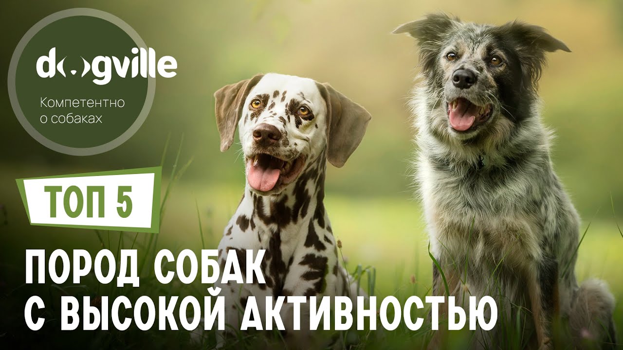 ТОП 5 Пород собак с ВЫСОКОЙ активностью смотреть онлайн