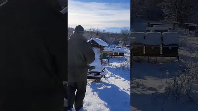 Зимние работы на пасеке#пчеловодство#ингушетия#мёд смотреть онлайн