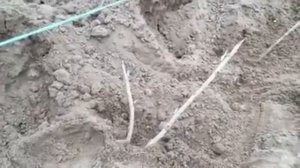 Как получить хороший урожай смородины? Смородина в теплице