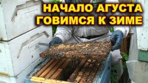 Сокращение семей в начале августа. Спб.