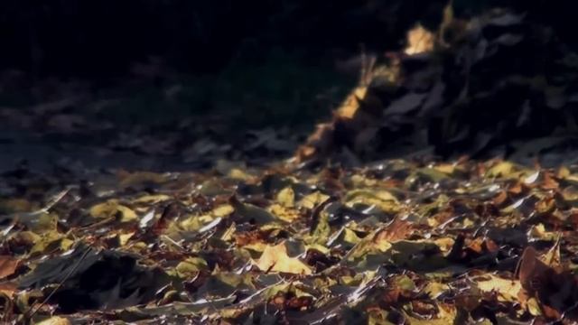 3 True Scary October Stories смотреть онлайн