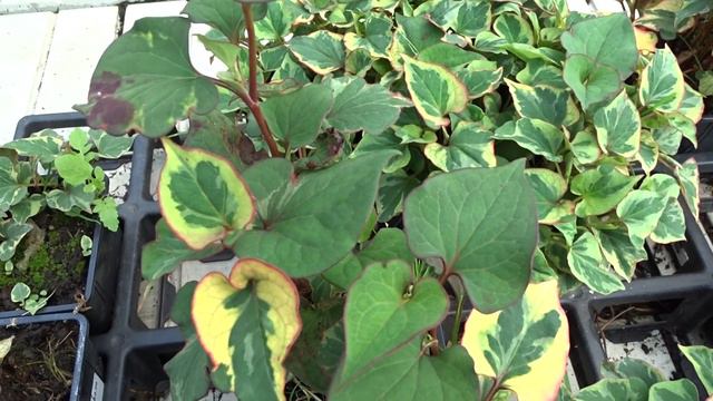 Houttuynia cordata 'Chameleon' čes. touleň srdčitá смотреть онлайн