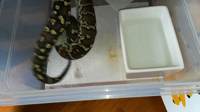 Python Anchietae male CB2017 смотреть онлайн