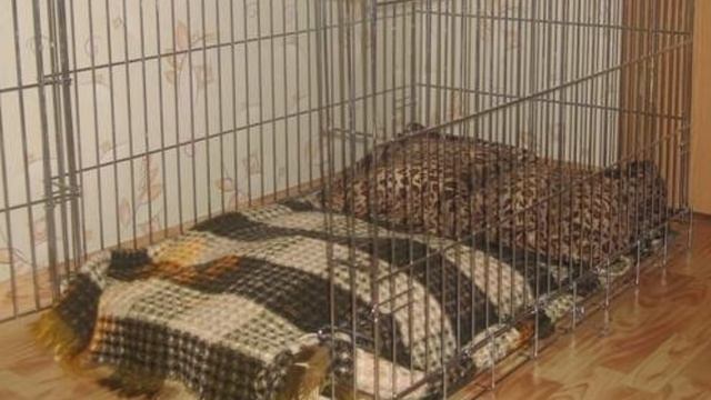 Клетка для собак тюрьма или дом? смотреть онлайн