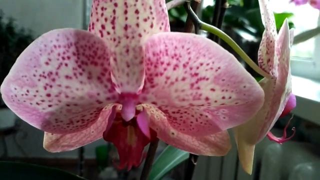 Обзор орхидеи Дикий персик. Строптивая орхидея. смотреть онлайн