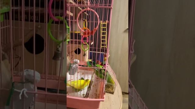 Как понять что самка волнистого попугая скоро снесется? смотреть онлайн