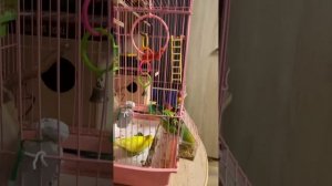 Как понять что самка волнистого попугая скоро снесется?