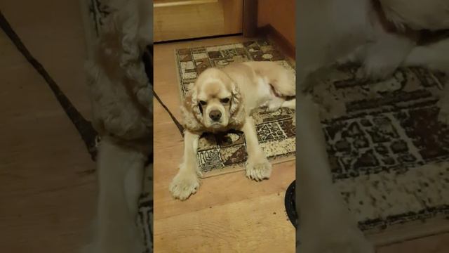 Ричард виноват и этому не рад. смотреть онлайн