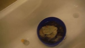 ВЫДЕЛКА ШКУРЫ ЛИСЫ ЧАСТЬ 6 (пикелевание)