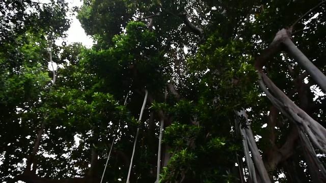 Ficus macrophylla f columnaris Moraceae смотреть онлайн