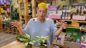 Аглаонема Уайт  Киви - нарядное пестрое комнатное растение | Как ухаживать за аглаонемой