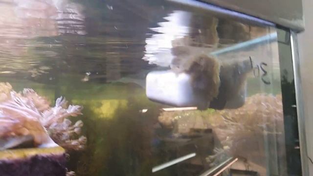 Дасцил зебра белохвостая Dascyllus Aruanus Vs Единорог акреихт щетинохвостый Acreichthys Tomentosus