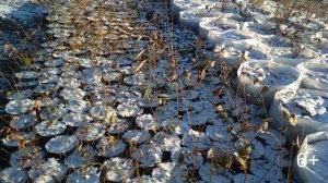 Выращивание Голубики. Как ускорить рост саженца голубики.  Проверенный способ.