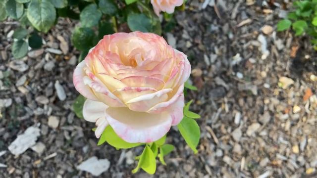 Domaine de Chantilly - Rose Delbard смотреть онлайн
