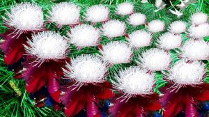 Цветы из пластиковых бутылок!!!