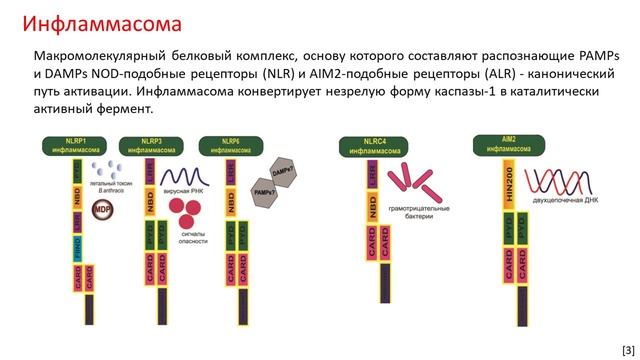 01-25 Пироптоз, или DAMP-ается не только винда смотреть онлайн