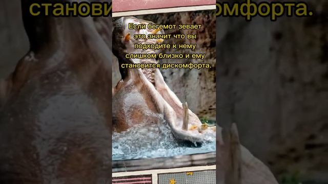 Как спастись от атаки бегемота #лайфхак #факты #бегемот смотреть онлайн