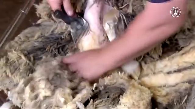 Заблудившуюся овцу Шейлу постригли в первый раз за 6 лет (новости) смотреть онлайн