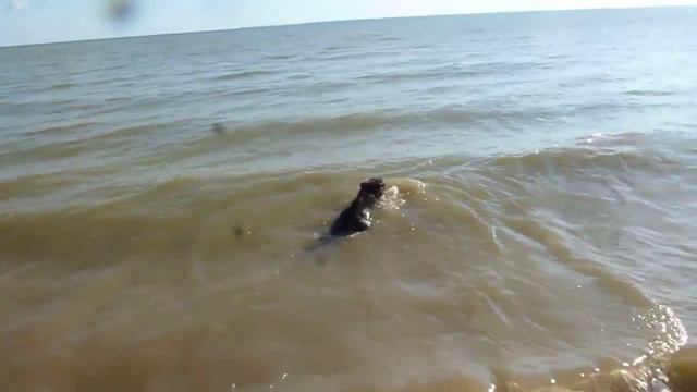 Дрессировка шар-пея ,Уникальный шарпей Бетман ! город Ейск . смотреть онлайн