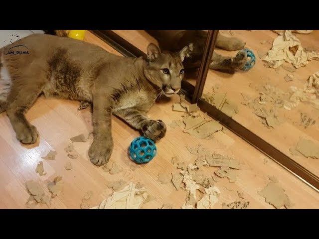 Пума Месси один дома. Puma Messi Is Home Alone.