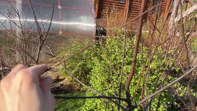 Кто сожрал сливу, что нужно малине и другие проблемы моего подового сада смотреть онлайн