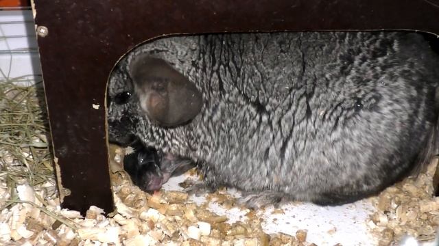 Роды у шиншиллы | Новорожденные шиншиллята | Рождение шиншиллы смотреть онлайн