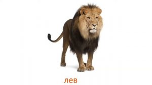 Карточки Домана Дикие животные