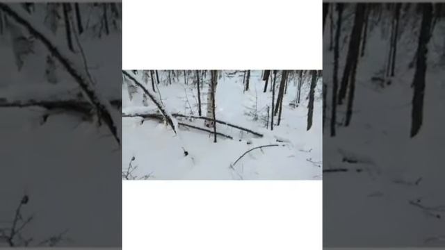 Новый путик сработал смотреть онлайн
