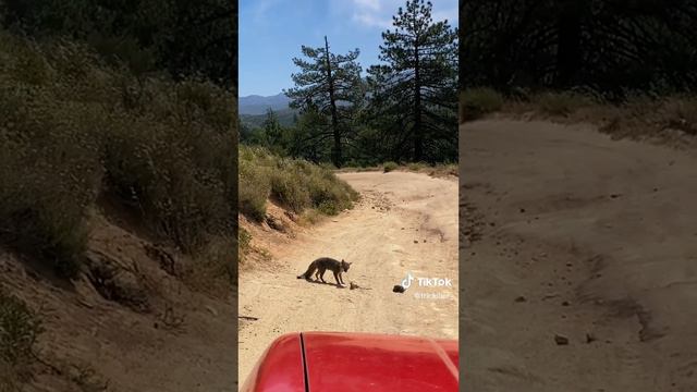 Змея против лисы#лиса #змей #змеяпротивлиса смотреть онлайн