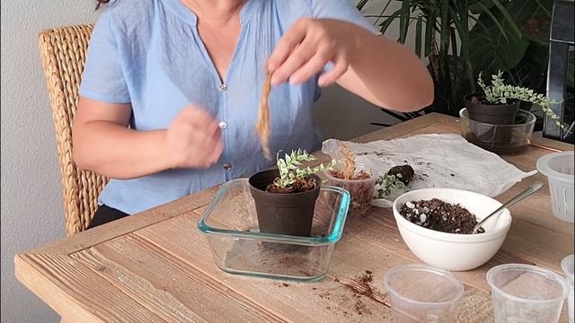 La planta mas bella dischidia ruscifolia / 3 formas de cultivarla смотреть онлайн