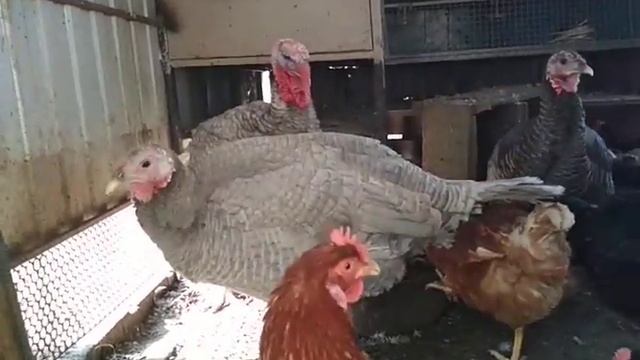 Забирать яйца зимой у мускусных уток или нет смотреть онлайн