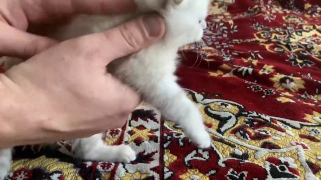 Вислоухий шотландский голубоглазый котенок колор-поинт Скоттиш фолд смотреть онлайн