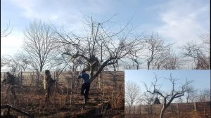 Онлайн для начинающих: обрезка старого дерева яблони весной  /// Омолаживающая обрезка