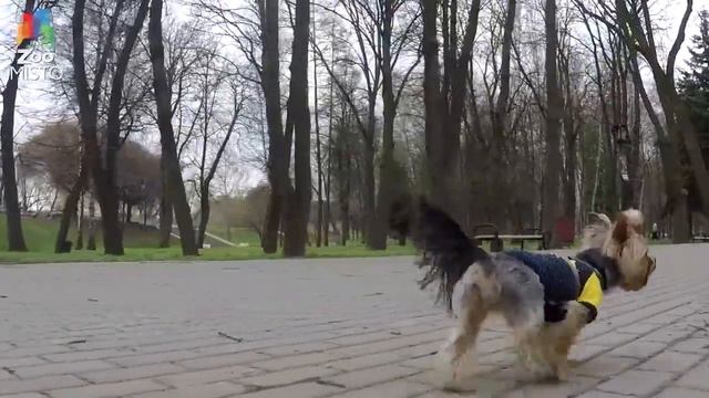 Йоркширский терьер смотреть онлайн