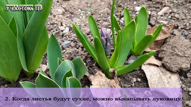 Гиацинт в Cаду - Посадка и Уход в Открытом Грунте - Выращивание и Eход за Гиацинтами