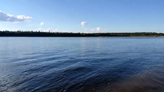КОЛЕСНИКОВЫ НАШЛИ ДЛЯ СЕБЯ ПАСТБИЩЕ// смотреть онлайн
