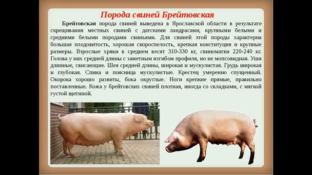 СВИНЬИ ДЛЯ БИЗНЕСА // ПОРОДЫ // СВИНАЯ ПРОДУКЦИЯ смотреть онлайн