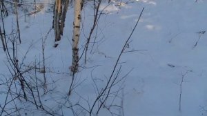 КРУГОМ ВОЛКИ -ПРОБУЮ СТАВИТЬ ПЕТЛИ