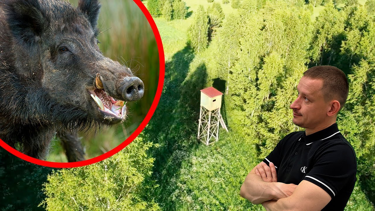 ? ОХОТА на КАБАНА ? Охота на секача с вышки ? Что НЕЛЬЗЯ делать на охоте? ?Правила охоты на каба смотреть онлайн