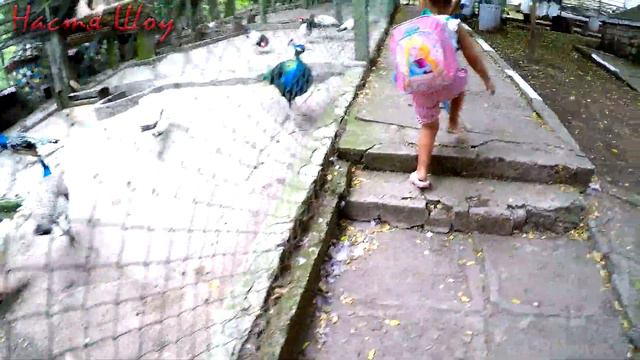 Животные ЗООПАРКА. Активный отдых для детей и родителей. Смешные животные. Айтос Болгария.Настя Шо смотреть онлайн