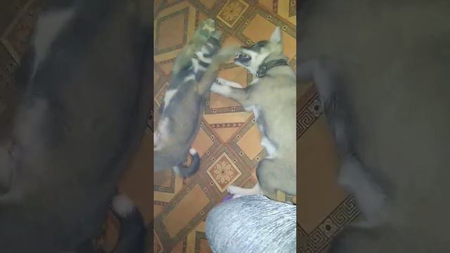 Поигрушки перед сном 😁 смотреть онлайн