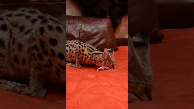 Сервал Сева кушает на диване ( Serval )