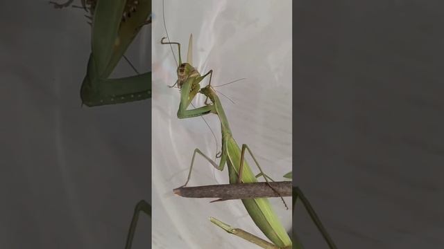 Богомол обыкновенный / Как охотятся богомолы смотреть онлайн