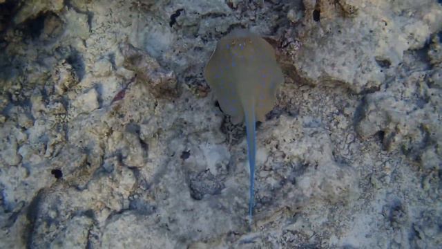 Скат-хвостокол, Египет, Шарм Эль Шейх, отель Риф Оазис Бич, 28.12.2014 смотреть онлайн